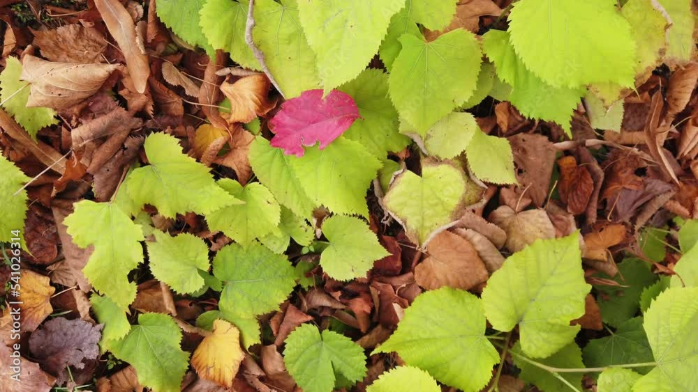autumn and the arrival of winter - the trees are losing their red and green leaves and the forest park is filled with colors - foliage in nature 