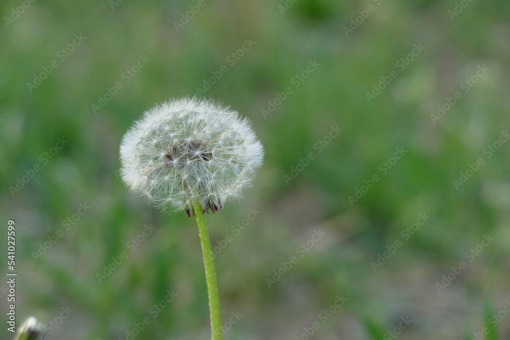 Dandelion