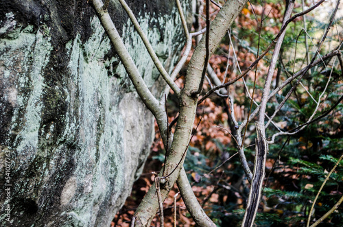 A beautiful pair of branches crossed against the background of the autumn landscape. photo