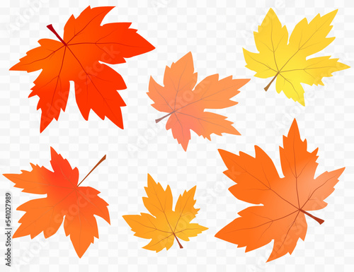 Autumn foliage Vector. on isolated transparent background. Abstract wallpaper design with maple leaves, line art. Elegant botanical in fall season.