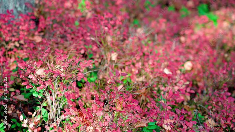 Forest litter of bright red blueberry leaves in autumn. Close-up. The Northern forest. Nature of the North. Forest litter of bright red blueberry leaves in autumn. Close-up. The Northern forest. Nature of the North.