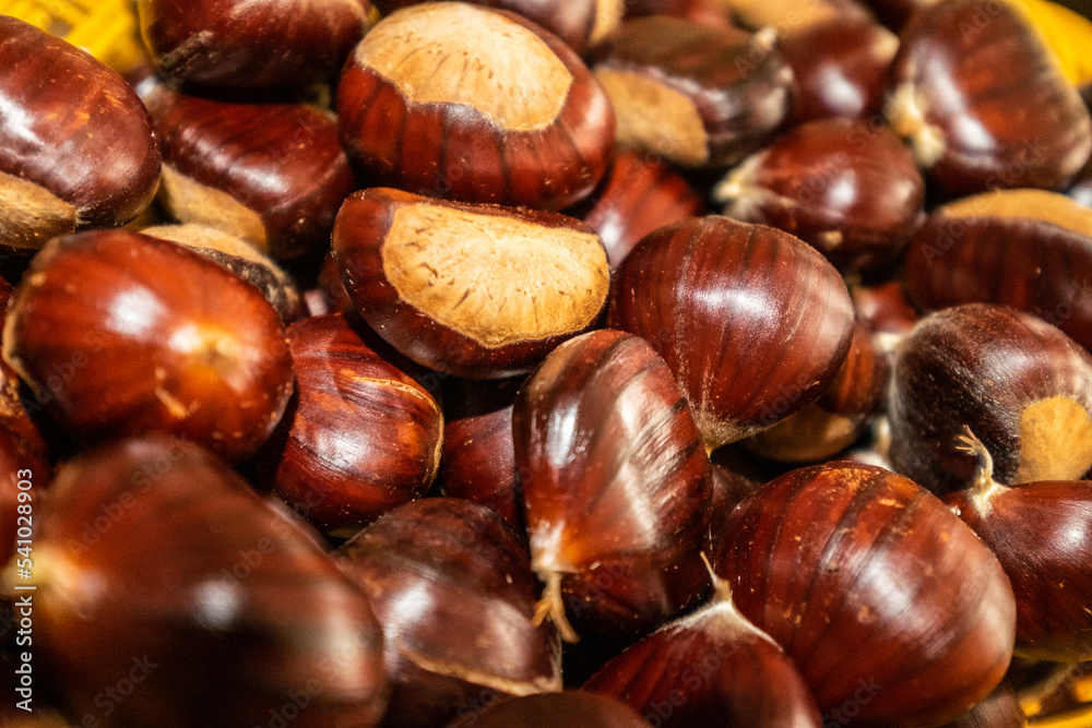 chestnuts. chestnut harvest. Autumn color chestnuts. chestnut harvest. Autumn color