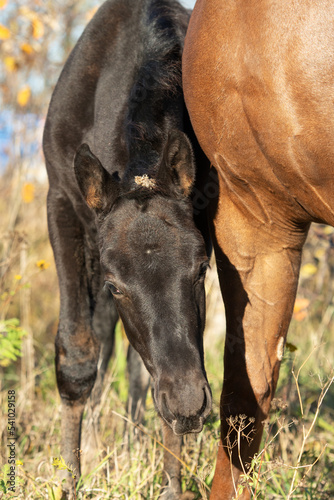 portrait of black colt posing   sunny autumn day . farm life © anakondasp
