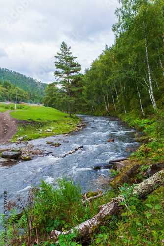 Vertical landscape photo with mountain river, Altai, Russia