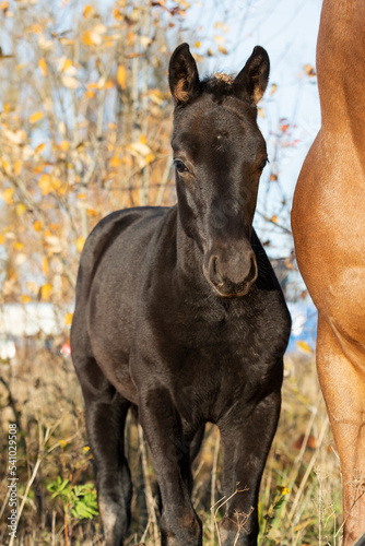 portrait of black colt posing at sunny autumn day. farm life