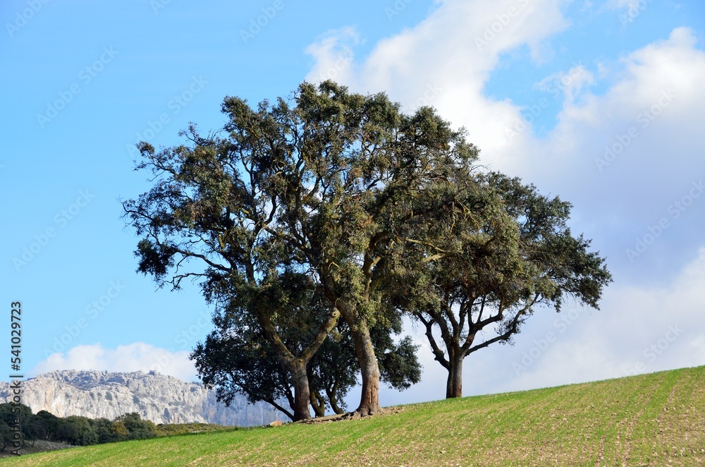 Obraz premium Algarrobo frente al cielo azul cerca de Villanueva de la Concepción, un pueblo de la comarca de Antequera, lindando con los Montes de Málaga, provincia de Málaga, Andalucía, España