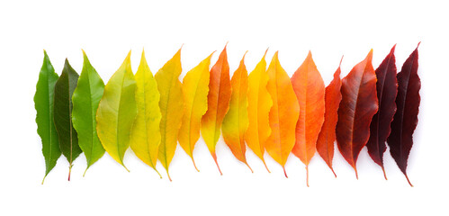 Colorful autumn leaf rainbow gradient transition from green to yellow and red leaves in a row, fall foliage isolated on white background top view flat lay