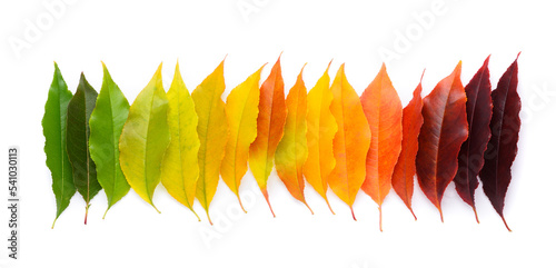Colorful autumn leaf rainbow gradient transition from green to yellow and red leaves in a row, fall foliage isolated on white background top view flat lay