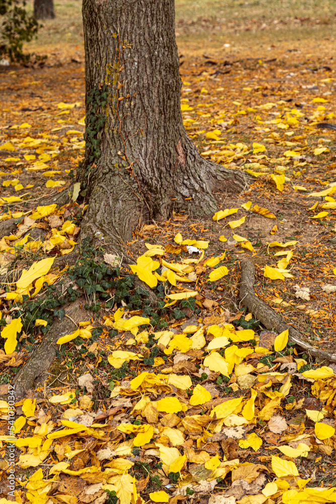 autumn leaves under a tree