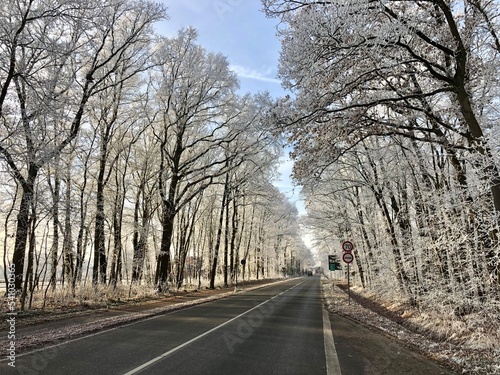 German route with old snow-covered oak trees , saerbeck, germany photo