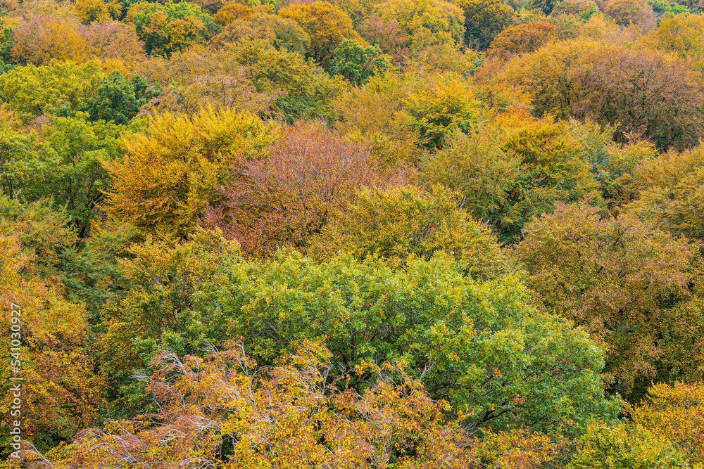 Herbstliche Wälder auf der Insel Rügen