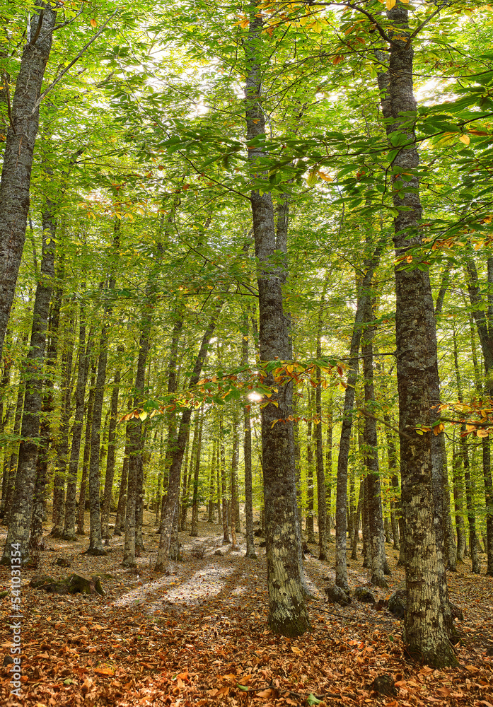 vertical image of a chestnut forest in autumn with the ground covered with dry leaves and the sun's rays coming through the trees vertical image of a chestnut forest in autumn with the ground covered with dry leaves and the sun's rays coming through the trees