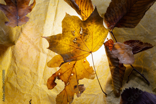 Tablou pe pânză Dried leaves on the table