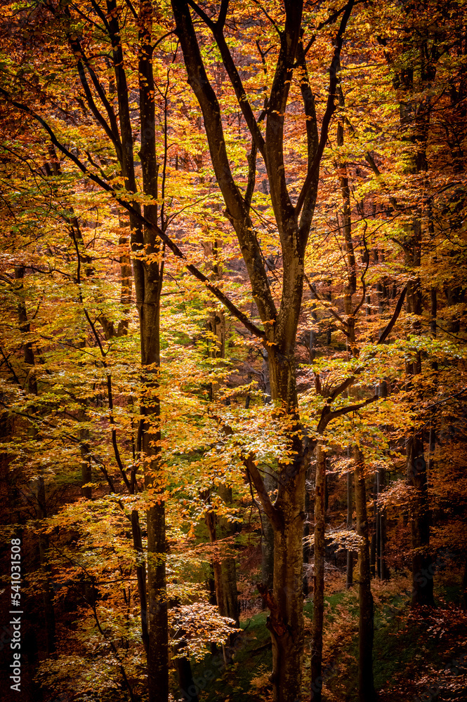 Obraz premium Autumn in Buila Vanturarita National Park, Carpathian Mountains, Romania. Vivid fall colors in forest. Colorful Autumn Leaves. Green, yellow, orange, red.