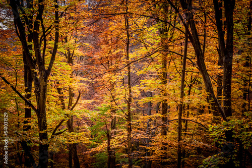 Autumn in Buila Vanturarita National Park, Carpathian Mountains, Romania. Vivid fall colors in forest. Colorful Autumn Leaves. Green, yellow, orange, red.