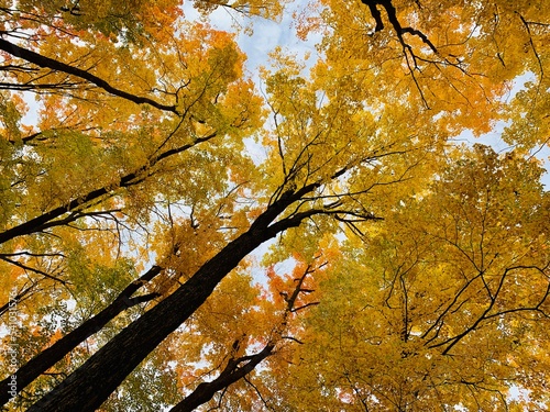 autumn leaves in the forest