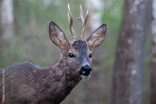 Fototapeta Naklejka Na Ścianę i Meble -  red deer