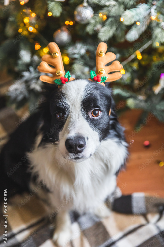 Funny portrait of cute puppy dog border collie wearing Christmas costume deer horns hat near christmas tree at home indoors background. Preparation for holiday. Happy Merry Christmas concept.