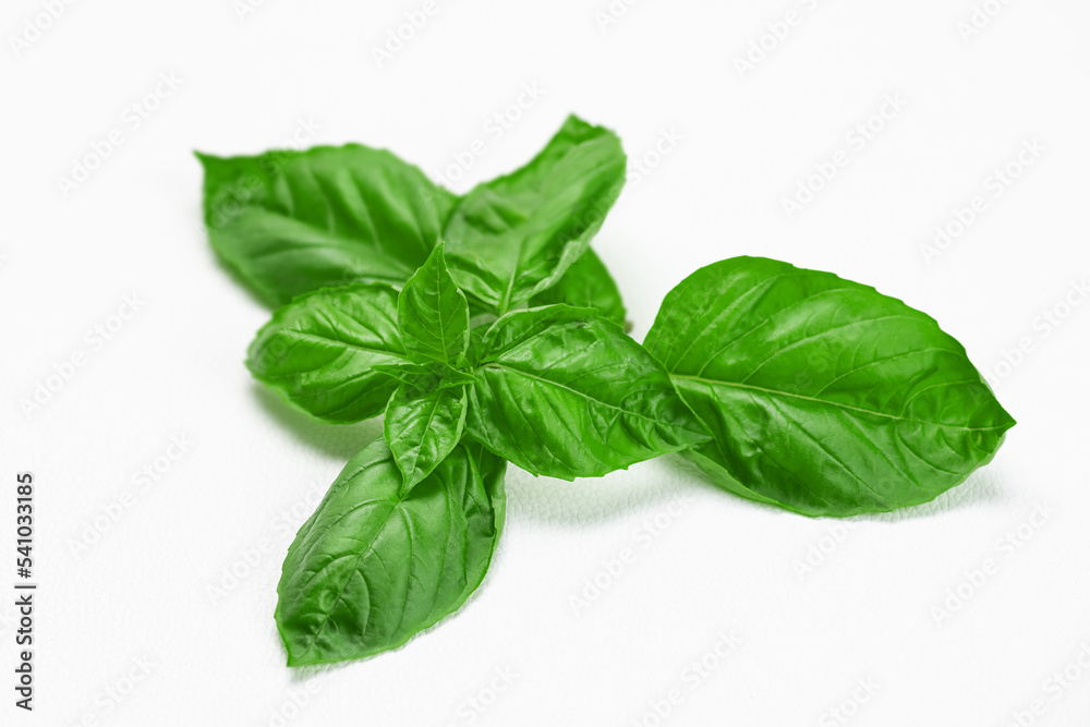 Fototapeta premium Sweet basil plant cutting green on white background close up