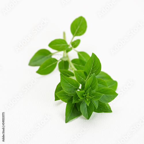 Greek bush dwarf basil small leaf herb fragrant white background