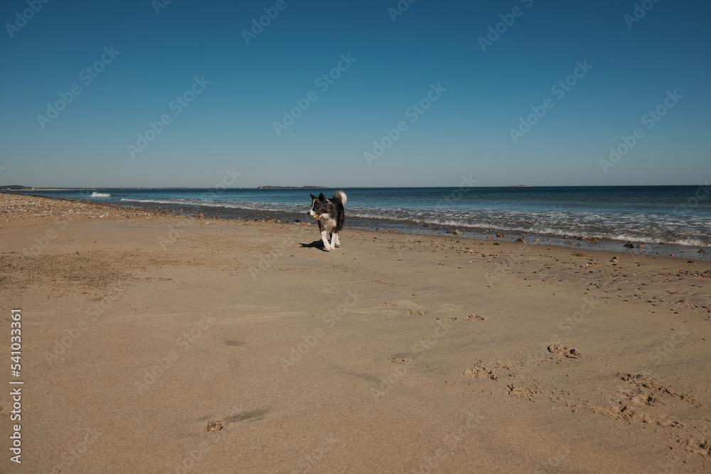 dog plays on the ocean beach. Funny Border collie playing, running, swimming. Lifestyle, active lifestyle, weekends. Boston area, USA. Coast. 