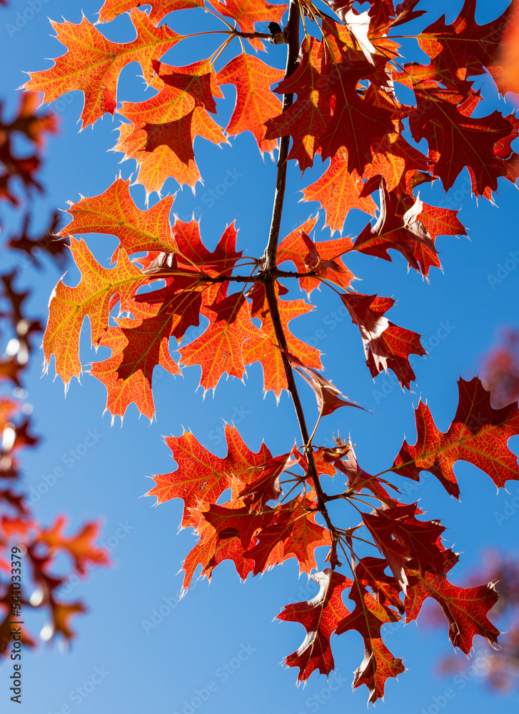 Beautiful autumn leaves. Fall season. October background. Autumn tree in the park. Beauty in nature. Beautiful autumn leaves. Fall season. October background. Autumn tree in the park. Beauty in nature.