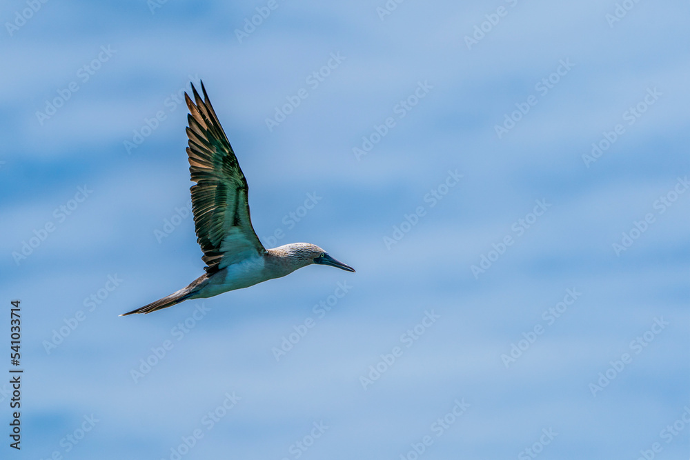 Obraz premium Blue-footed Booby in flight
