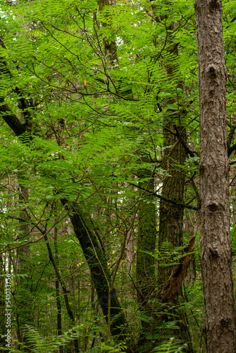 tree in the forest