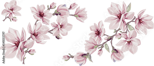 Magnolia flowers vector elements. Isolated watercolor bouquets in summer style.  Design wedding decor