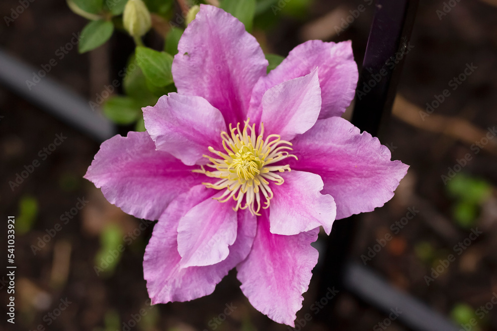 First year wine of clematis with flower on the trellis in the garden. First year wine of clematis with flower on the trellis in the garden.