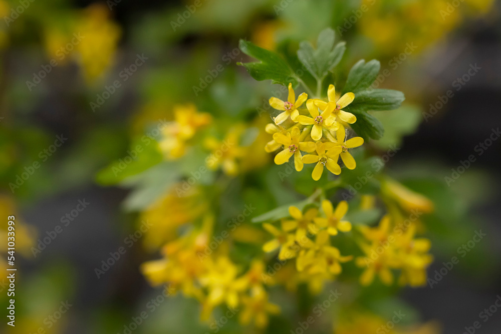 Fragrant and beautiful bloom of the bush of black currant in spring. Fragrant and beautiful bloom of the bush of black currant in spring.