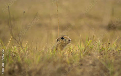 gopher in the grass