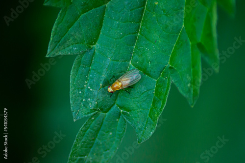 fly on leaf