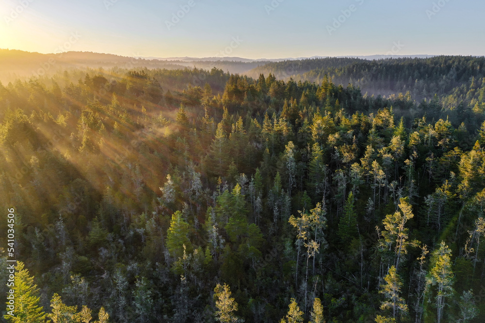 Sun rays gently casted on the trees of a beautiful morning 