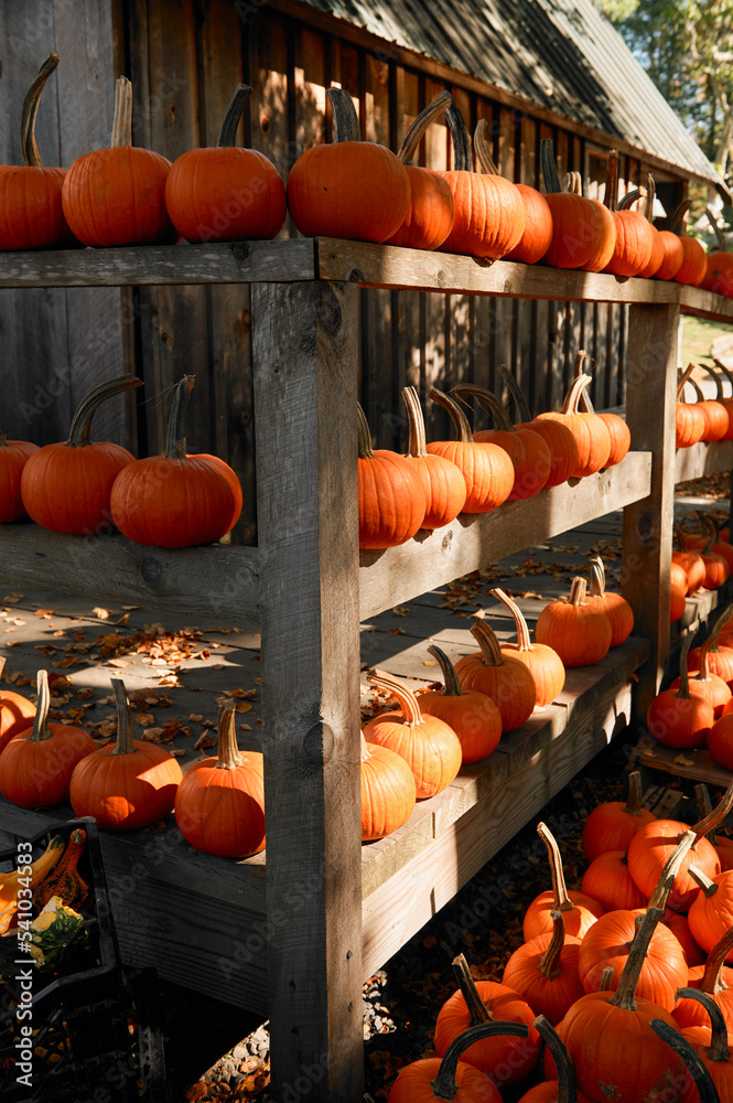 Preparing for Halloween. Pumpkins at a farmer's market in the USA. Boston