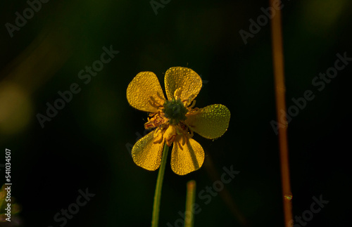 yellow flower on green background