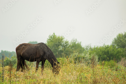 wild horse in the grass
