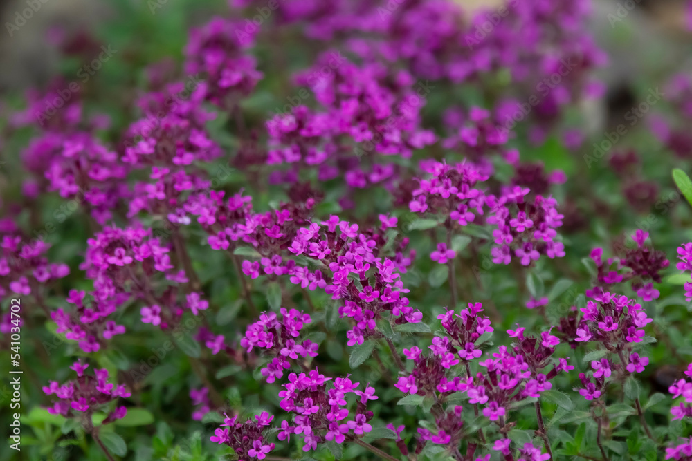 Purple carpet of blooming creeping thyme, fragrant herb. Purple carpet of blooming creeping thyme, fragrant herb.