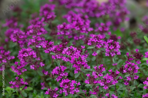Purple carpet of blooming creeping thyme, fragrant herb.