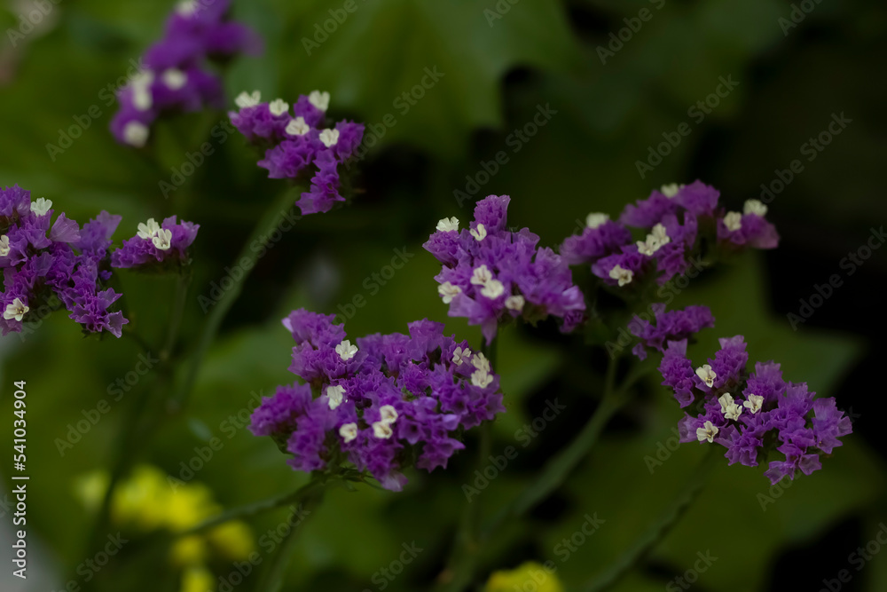 Many beautiful yellow and purple flowers of statice or limonium.