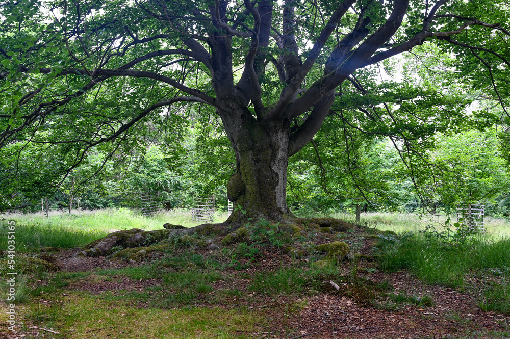 Old gnarled tree Old gnarled tree