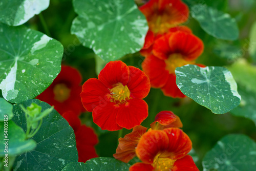 Fototapeta Naklejka Na Ścianę i Meble -  Many deep orange nasturtium flowers with round foliage.