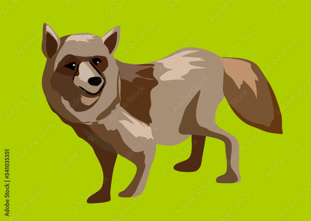 Obraz premium 野生のタヌキのイラスト