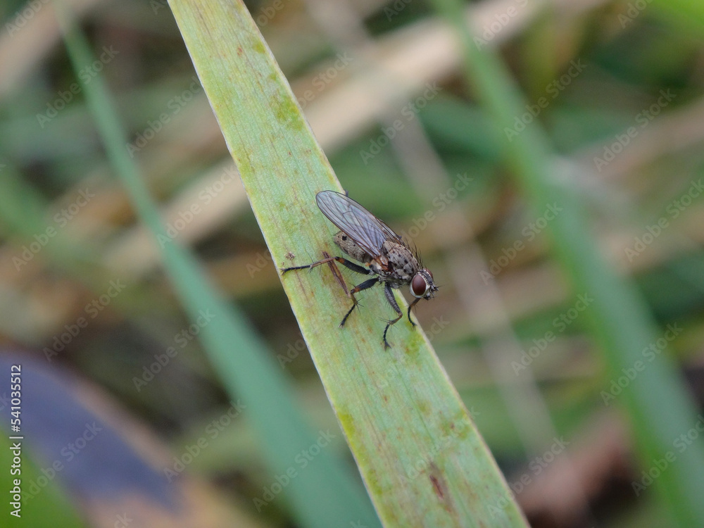 Small grey female fly (Helina reversio) sitting on a blade of grass Small grey female fly (Helina reversio) sitting on a blade of grass