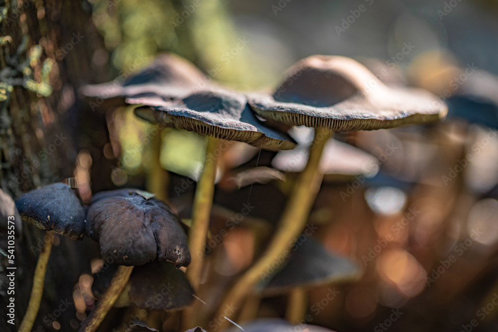 Obraz premium Frontview of group mushrooms Hypholoma Fasciculare