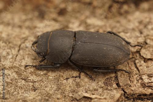 Closeup of the lesser stag beetle, Dorcus parallelipipedus in Gard, France photo