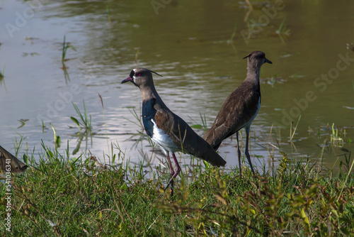 Vanellus chilensis lampronotus, Alcaraban,  en habitad natural,  tero-tero, avefria