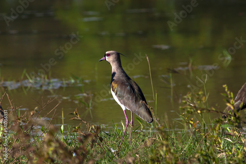 Vanellus chilensis lampronotus, Alcaraban,  en habitad natural,  tero-tero, avefria