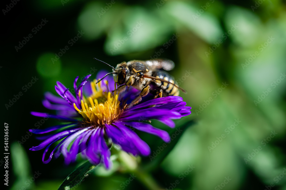 Macro photography - Bee on the flowers in the garden Macro photography - Bee on the flowers in the garden