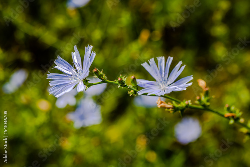 Common chicory is a somewhat woody, perennial herbaceous plant of the family Asteraceae